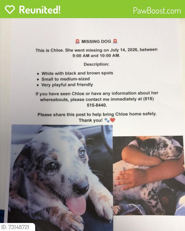 Reunited Female Dog last seen Terra Bella and Laurel Canyon, Los Angeles, CA 91331