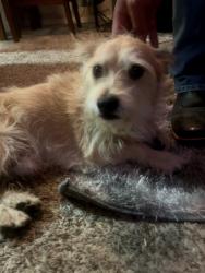 Found/Stray Male Dog last seen Saul Kleinfeld and Montwood, El Paso, TX 79936
