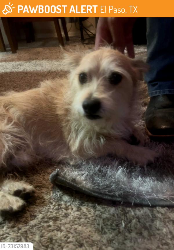 Found/Stray Male Dog last seen Saul Kleinfeld and Montwood, El Paso, TX 79936