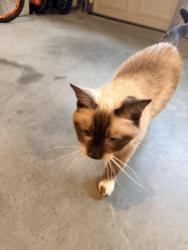 Reunited Unknown Cat last seen Kerr st, Burlington, NC 27215