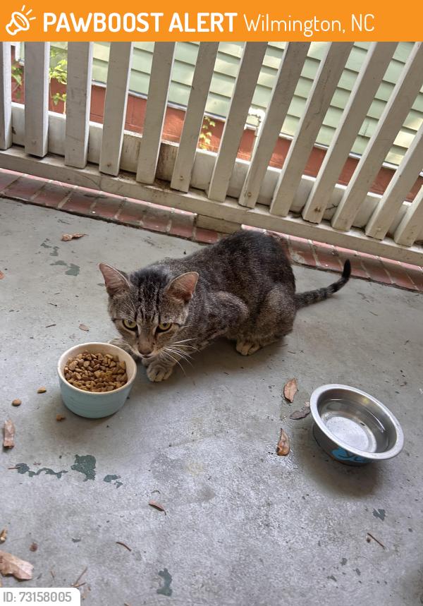 Found/Stray Male Cat last seen 5th and Queen, Wilmington, NC 28401