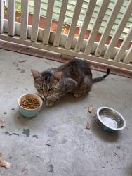 Found/Stray Male Cat last seen 5th and Queen, Wilmington, NC 28401