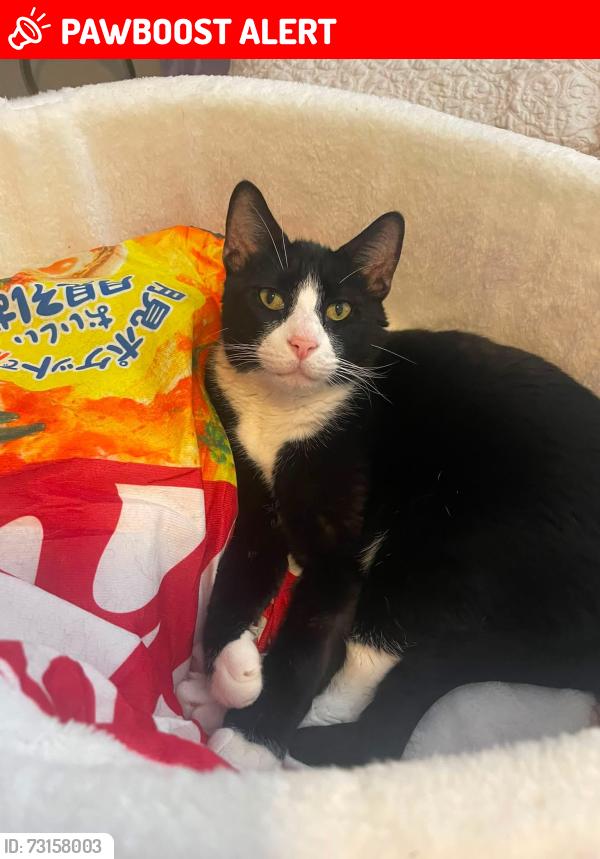 Lost Male Cat last seen Hannah Cove/Snelgrove Way, West Palm Beach, FL 33411