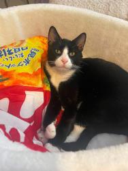 Lost Male Cat last seen Hannah Cove/Snelgrove Way, West Palm Beach, FL 33411