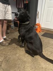 Found/Stray Male Dog last seen Wynbrook drive mcdonough ga, McDonough, GA 30253