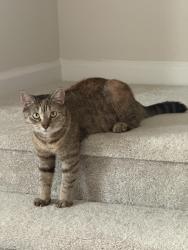 Lost Female Cat last seen Stone Creek Community Stallings NC 28104, Stallings, NC 28104