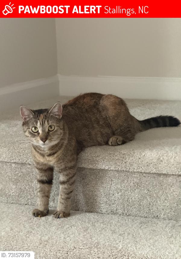Lost Female Cat last seen Stone Creek Community Stallings NC 28104, Stallings, NC 28104