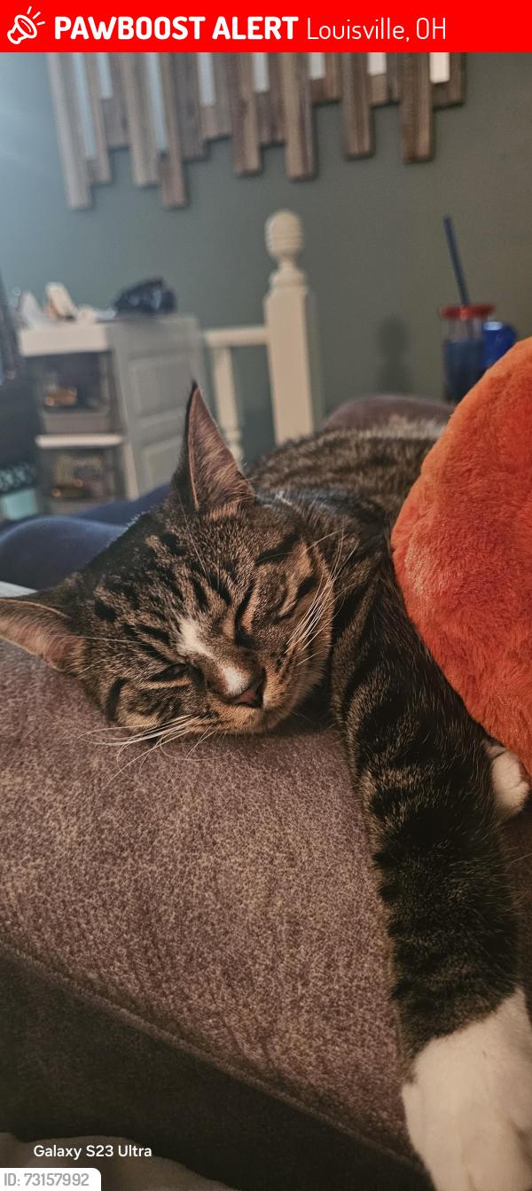 Lost Male Cat last seen Cheyenne cir and Cherokee Ave., Louisville, OH 44641