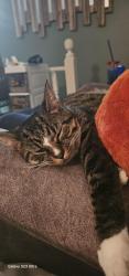 Lost Male Cat last seen Cheyenne cir and Cherokee Ave., Louisville, OH 44641