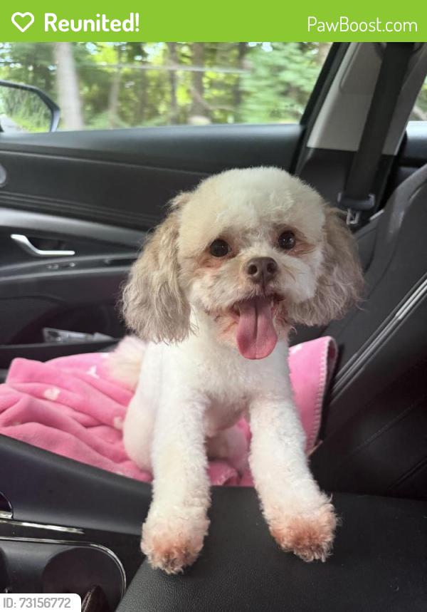 Reunited Female Dog last seen Williston st, Bridgeport, CT 06607