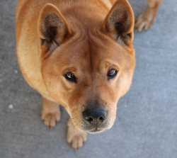 Lost Female Dog last seen Northrup Cuevas Rd and Cemetery road, Gulfport, MS 39503