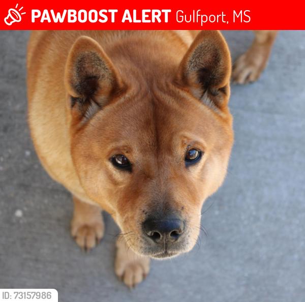 Lost Female Dog last seen Northrup Cuevas Rd and Cemetery road, Gulfport, MS 39503