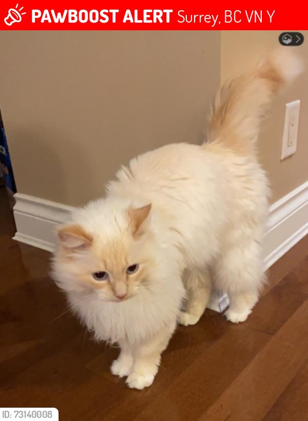 Lost Female Cat last seen Near 110A Ave surrey, Surrey, BC V4N 4Y1
