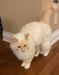 Lost Female Cat last seen Near 110A Ave surrey, Surrey, BC V4N 4Y1
