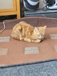 Found/Stray Female Cat last seen Layton cemetery, Blackpool, England FY3 8HR