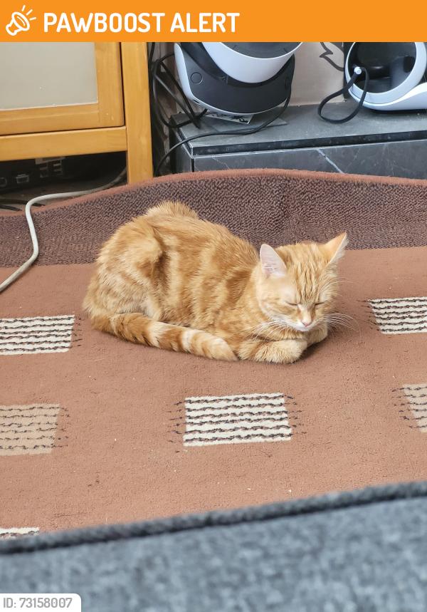 Found/Stray Female Cat last seen Layton cemetery, Blackpool, England FY3 8HR