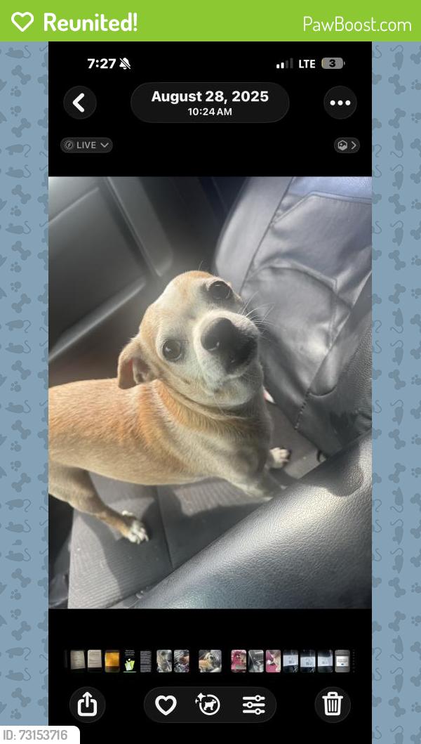 Reunited Male Dog last seen Locust / kalamia, Moreno Valley, CA 92555