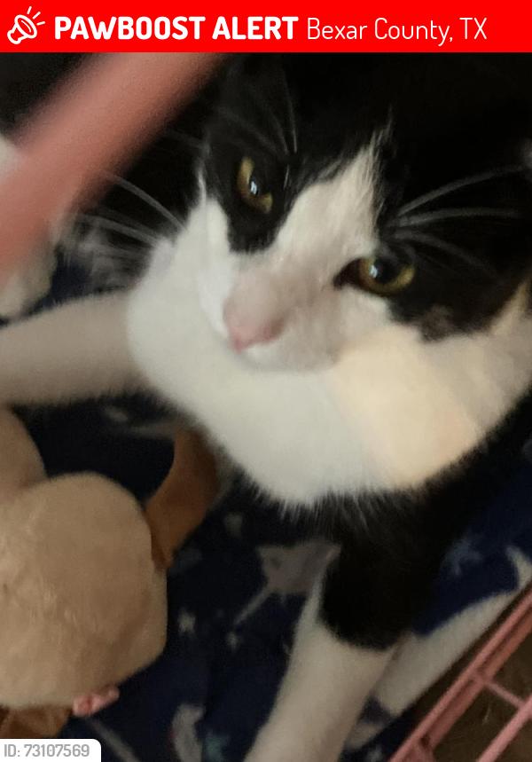 Lost Male Cat last seen Grosenbacker & 90, Bexar County, TX 78245