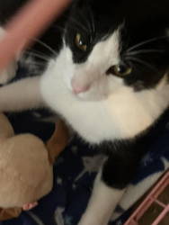 Lost Male Cat last seen Grosenbacker & 90, Bexar County, TX 78245