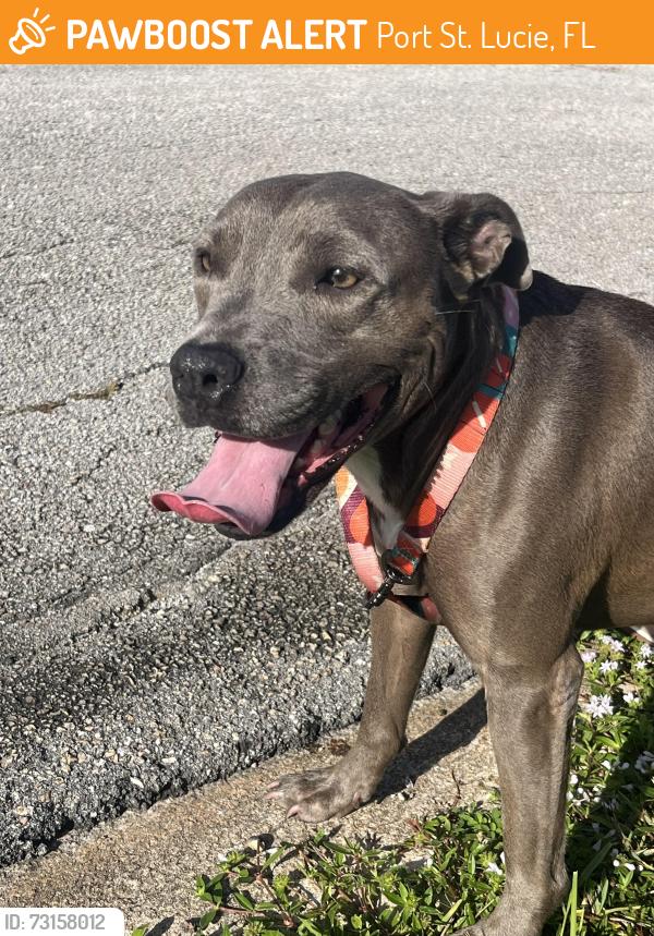 Found/Stray Female Dog last seen Baoy ave she was found, Port St. Lucie, FL 34953