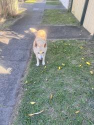 Lost Male Dog last seen On Merton road the south brisbane end, Woolloongabba, QLD 4102