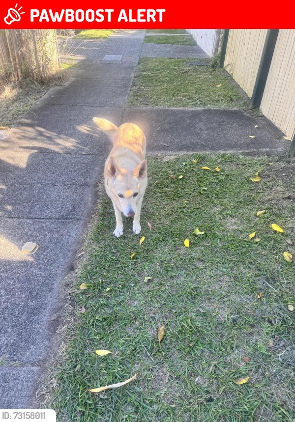 Lost Male Dog last seen On Merton road the south brisbane end, Woolloongabba, QLD 4102