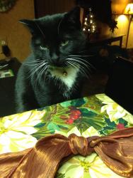Reunited Female Cat last seen Birch Lake Blvd & Centerville Road, White Bear Lake, MN 55127