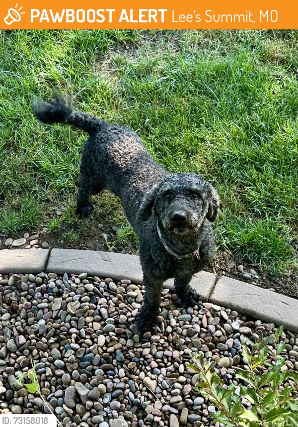 Found/Stray Male Dog last seen Lake drive, Lee's Summit, MO 64064