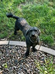 Found/Stray Male Dog last seen Lake drive, Lee's Summit, MO 64064