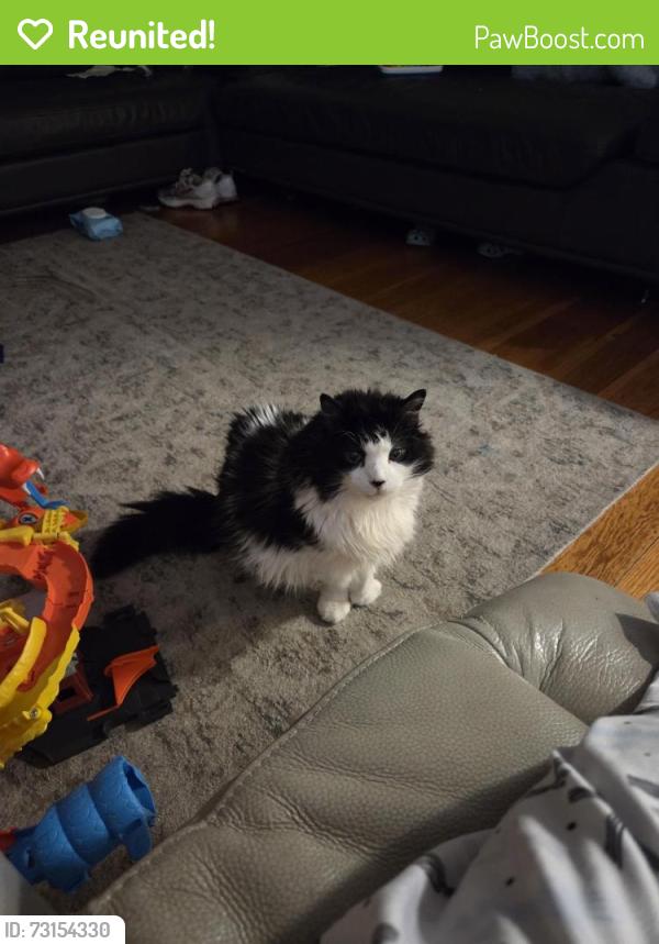 Reunited Male Cat last seen Near ralston st, San Francisco, CA 94132