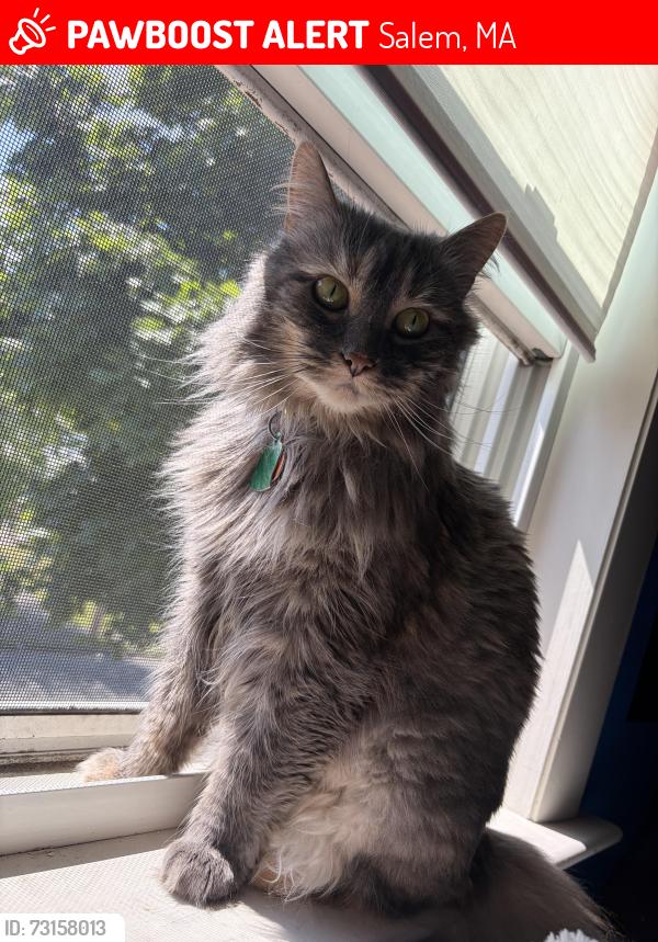 Lost Female Cat last seen Near Raymond Rd, Salem, MA 01970