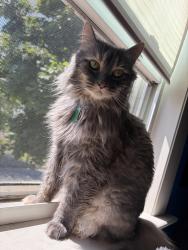 Lost Female Cat last seen Near Raymond Rd, Salem, MA 01970