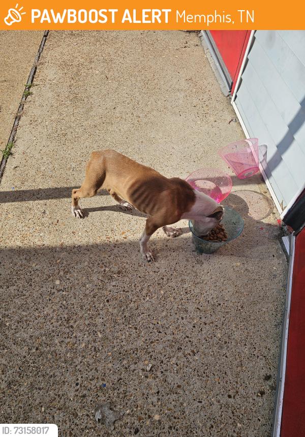 Found/Stray Unknown Dog last seen Near raines rd Memphis,tn 38115, Memphis, TN 38115