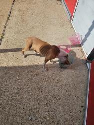 Found/Stray Unknown Dog last seen Near raines rd Memphis,tn 38115, Memphis, TN 38115