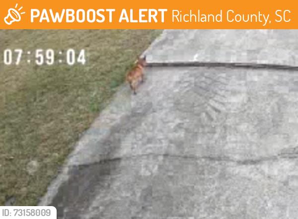 Found/Stray Unknown Dog last seen Tambridge Ct & Holly Ridge Ln, Richland County, SC 29229