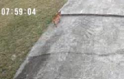 Found/Stray Unknown Dog last seen Tambridge Ct & Holly Ridge Ln, Richland County, SC 29229
