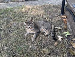 Reunited Female Cat last seen Near Cornelius Ave SE, Grand Rapids, MI 49507, USA, Grand Rapids, MI 49507