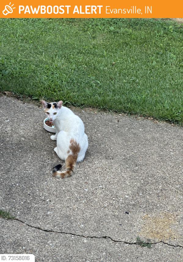 Found/Stray Unknown Cat last seen Weinbach and Washington 47714, Evansville, IN 47714