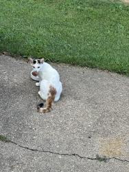 Found/Stray Unknown Cat last seen Weinbach and Washington 47714, Evansville, IN 47714