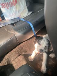 Reunited Male Dog last seen Kessler , west 56th, Indianapolis, IN 46228