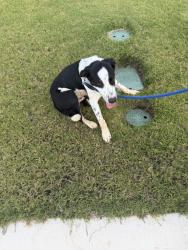 Found/Stray Male Dog last seen 4th street, Cleburne, TX 76031