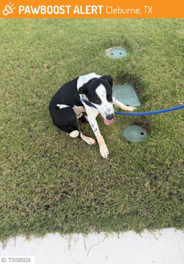 Found/Stray Male Dog last seen 4th street, Cleburne, TX 76031