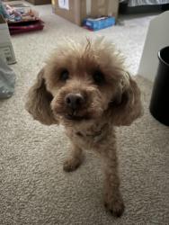 Lost Male Dog last seen Jones road and Woodstock road, Roswell, GA 30075