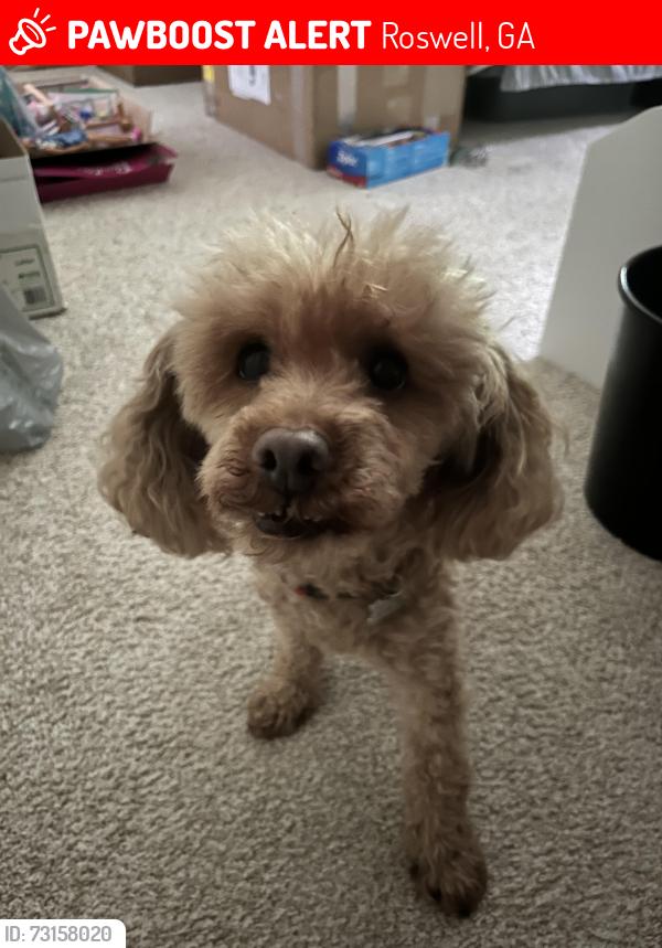 Lost Male Dog last seen Jones road and Woodstock road, Roswell, GA 30075