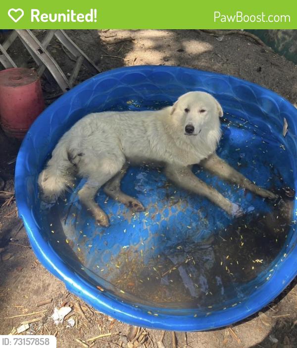 Reunited Male Dog last seen Just north of Intersection of Knights Griffin & HWY 39, Plant City, FL 33565