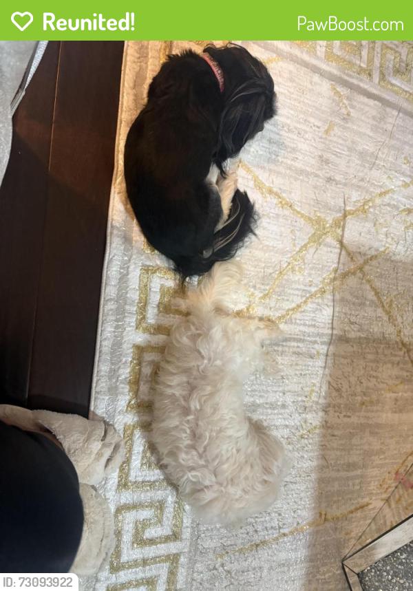 Reunited Female Dog last seen Citico ave, Chattanooga, TN 37402