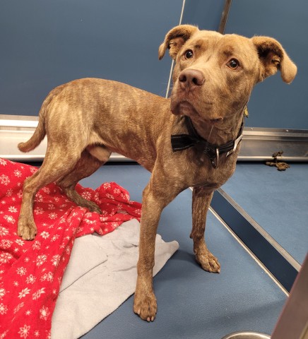 Shelter Stray Male Dog last seen Near BLOCK PACKARD ST, DETROIT MI 48234, 7401 Chrysler Dr, Detroit, MI 48211, USA