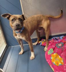 Shelter Stray Male Dog last seen Near BLOCK ELMIRA ST, DETROIT MI 48227, 7401 Chrysler Dr, Detroit, MI 48211, USA