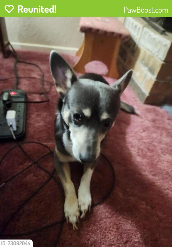 Reunited Male Dog last seen Amherst Ln, Grand Prairie, TX 75052