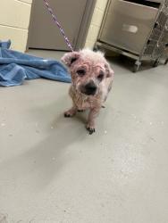 Shelter Stray Female Dog last seen , 232 Eslinger Way, Sanford, FL 32773, USA